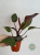 Philodendron Orange Princess Galaxy Variegata