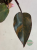Philodendron Orange Princess Galaxy Variegata