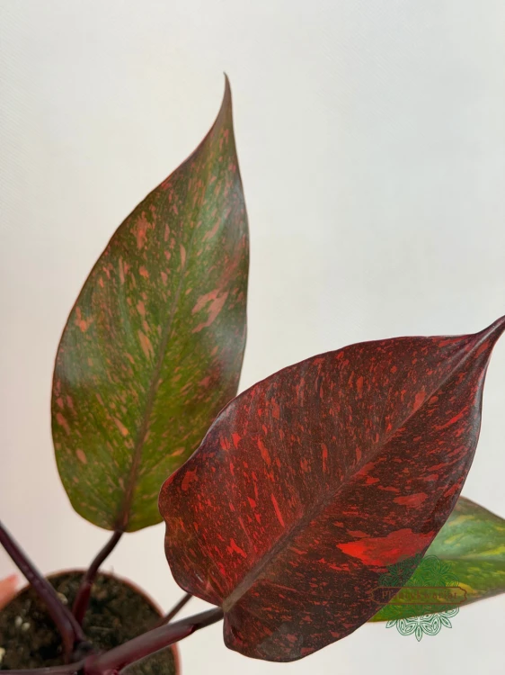 Philodendron Orange Princess Galaxy Variegata