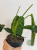 Philodendron patriciae