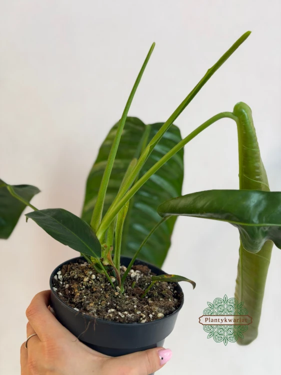 Philodendron patriciae