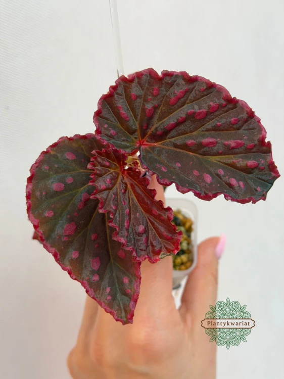 Begonia Furia