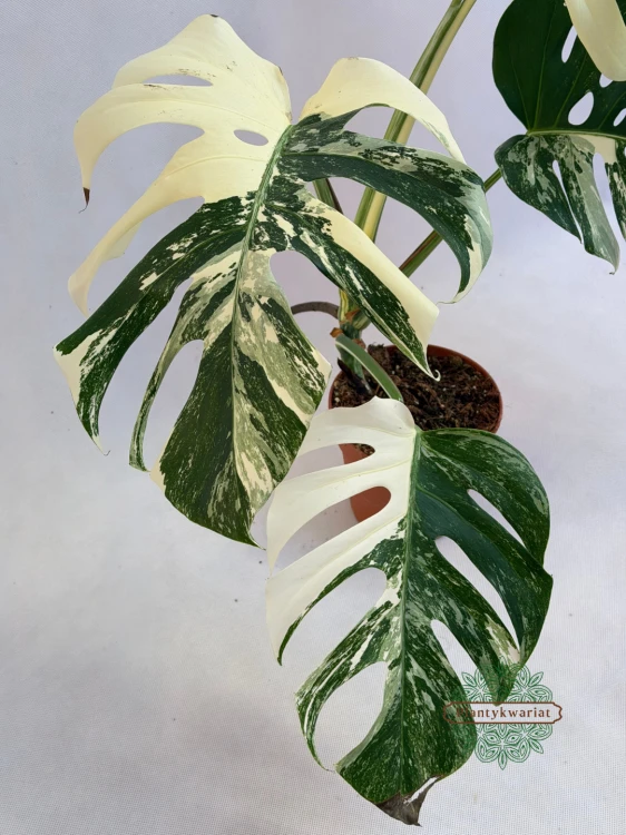 Monstera Deliciosa Variegata