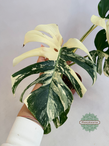 Monstera deliciosa Albo Variegata