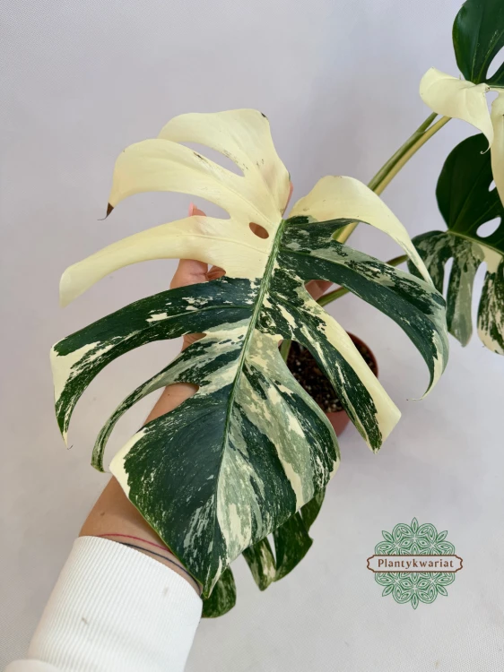 Monstera deliciosa Albo Variegata