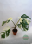 Monstera Albo Variegata