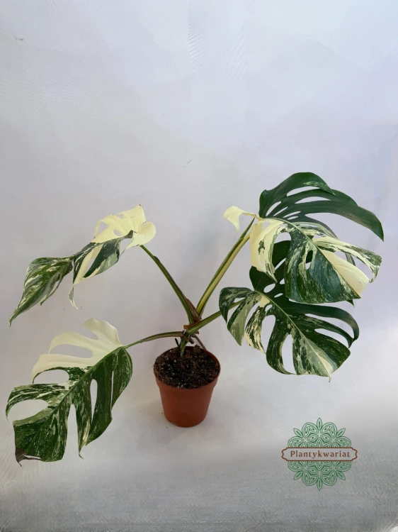 Monstera Albo Variegata