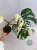 monstera z białą wariegacją