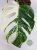 monstera kolekcjonerska