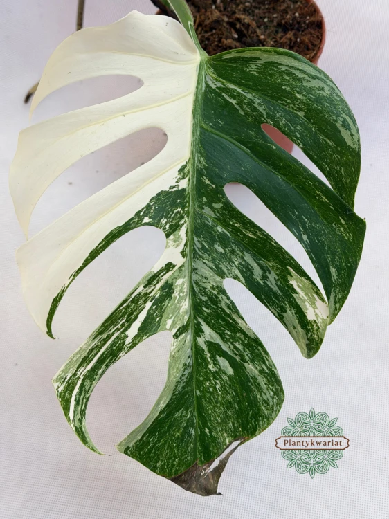 monstera kolekcjonerska