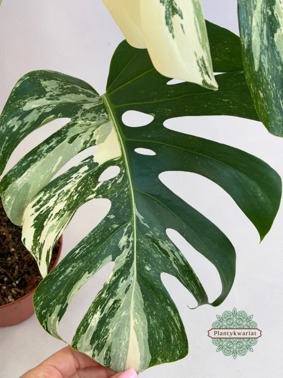 Monstera Variegata