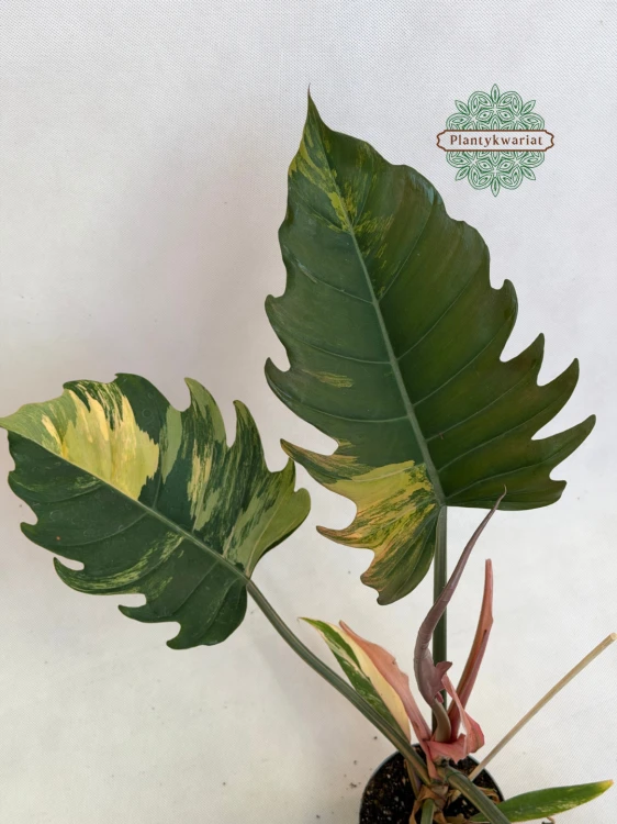 Philodendron Caramel Marble