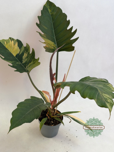 Filodendron Caramel Marble Variegata