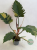 Filodendron Caramel Marble Variegata