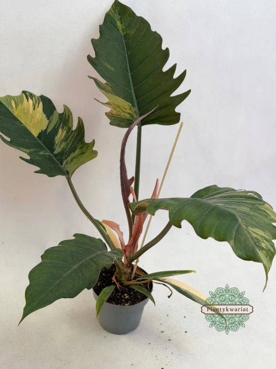 Filodendron Caramel Marble Variegata