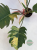 Philodendron Caramel Marble Variegata
