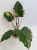 Caramel Marble filodendron