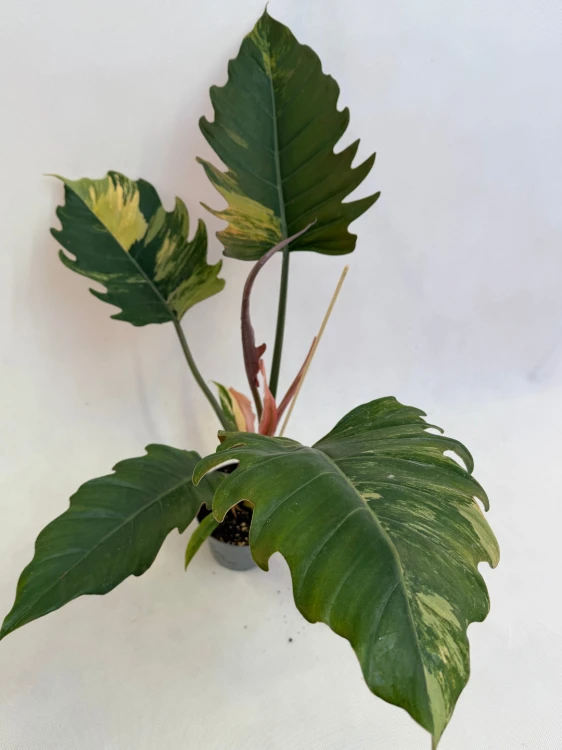 Caramel Marble filodendron