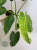 Philodendron Jose Buono