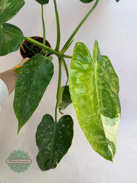 Philodendron Jose Buono