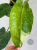 Filodendron Jose Buono Variegata