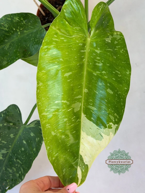 Filodendron Jose Buono Variegata