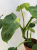Philodendron Jose Buono Variegata