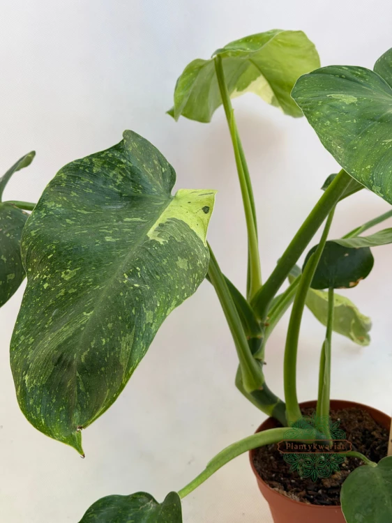 Philodendron Jose Buono Variegata