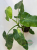 Jose Buono filodendron