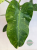 filodendron variegata