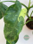 Philodendron Jose Buono