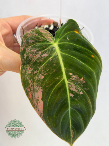 Philodendron Melanochrysum Variegata