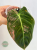 Philodendron Melanochrysum Variegata