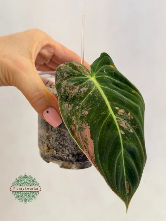 Filodendron variegata