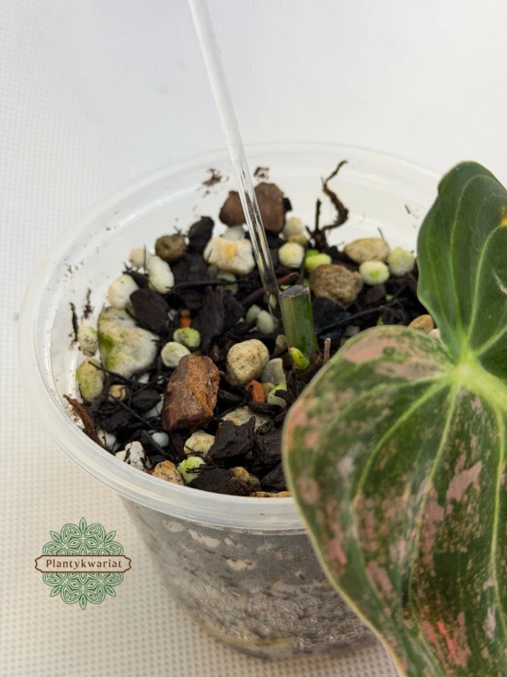 Melanochrysum Variegata