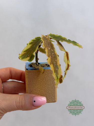 Dainty Spray Sport Variegated