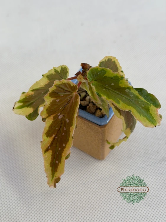 begonia variegata