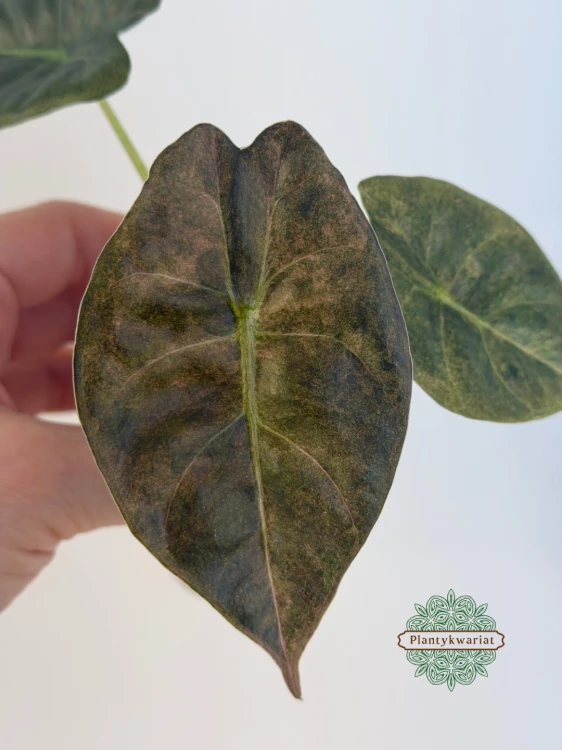 Alokazja (Alocasia) Golden Bone Pink Splash