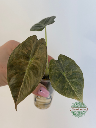 Alokazja (Alocasia) Golden Bone Pink Splash