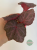 Begonia Robin