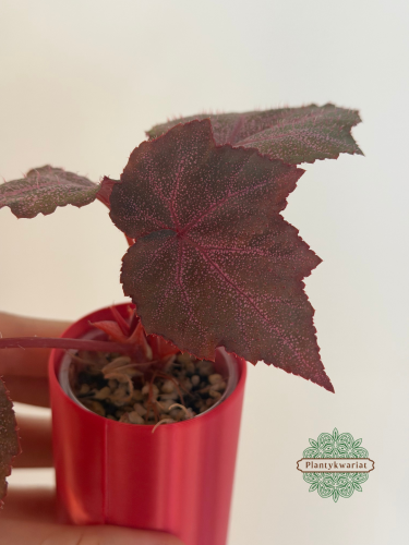 Begonia Robin