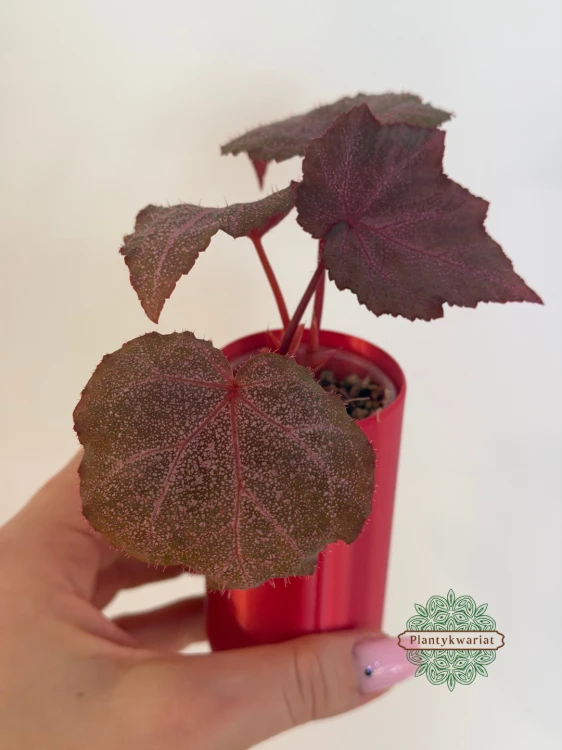 Begonia Robin