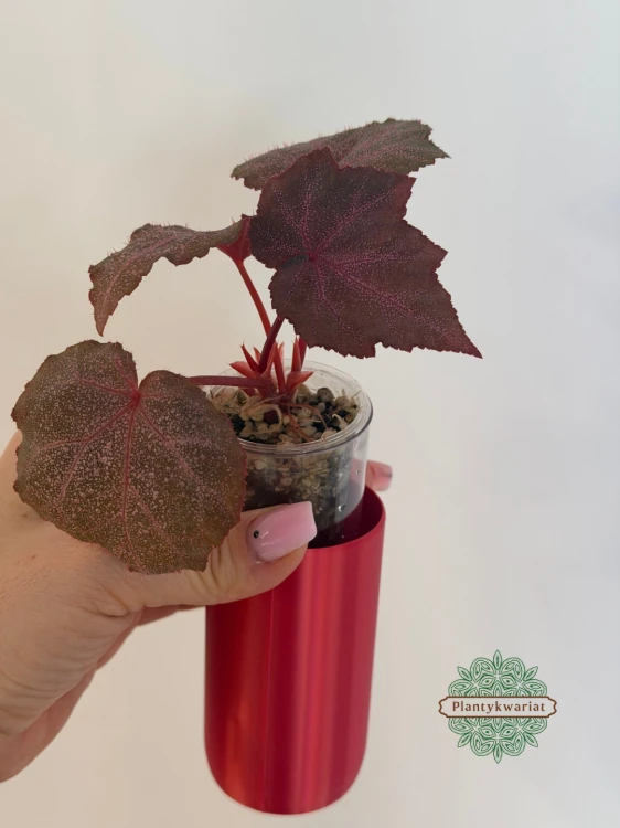 Begonia Robin