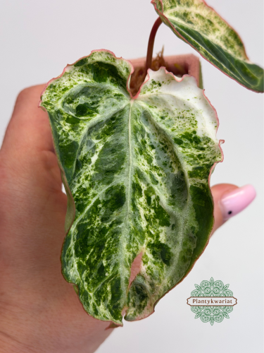 Anturium (Anthurium) crystallinum Platinum Variegata