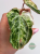 Anturium (Anthurium) crystallinum Platinum Variegata