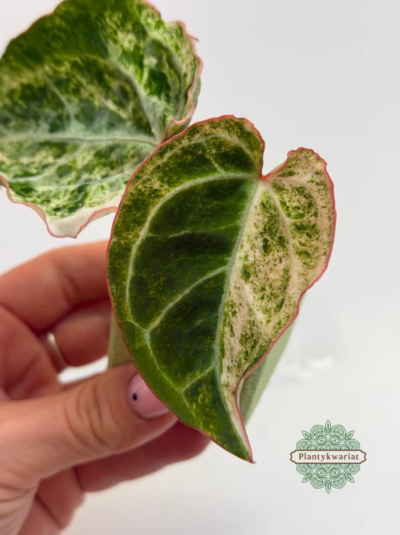 Anturium (Anthurium) crystallinum Platinum Variegata