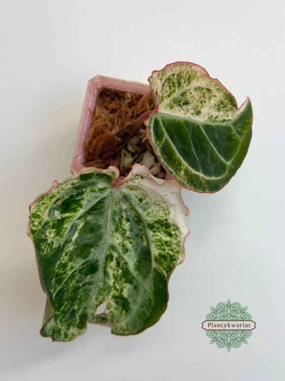 Anturium (Anthurium) crystallinum Platinum Variegata
