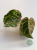 Anturium (Anthurium) crystallinum Platinum Variegata