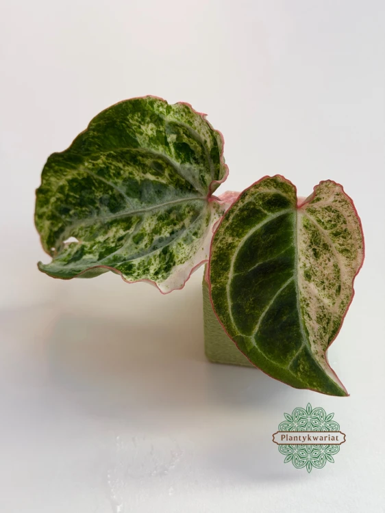 Anturium (Anthurium) crystallinum Platinum Variegata