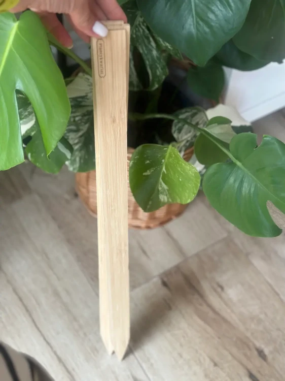 Deseczki busz.busz plantykwariat